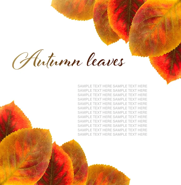 Текст AUTUMN LEAVES и желтая листва на белом фоне . — стоковое фото
