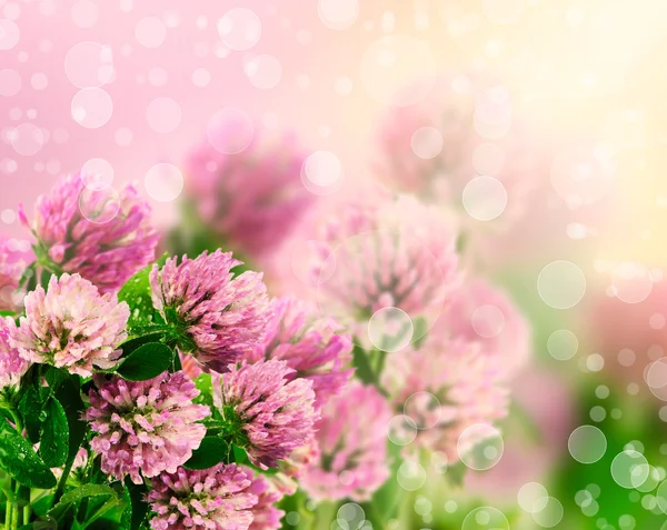 Hermosas flores sobre hermoso fondo bokeh, con filtro de color —  Fotos de Stock