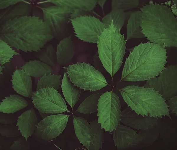 Färska gröna blad — Stockfoto