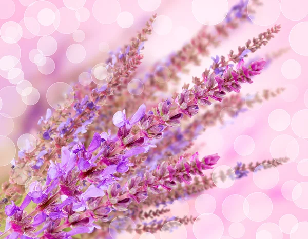 Schöne Blumen auf schönem Bokeh-Hintergrund, mit Farbfilter — Stockfoto