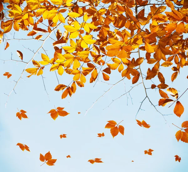 Beautiful autumn foliage on sky background. — Stock Photo, Image