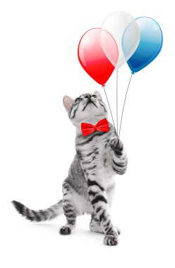 Şirin kedi beyaz arka plan üzerinde papyon ve hava Balonlu. ABD tatil kavramı.