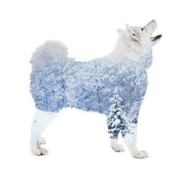 Beyaz izole kabarık samoyed köpek