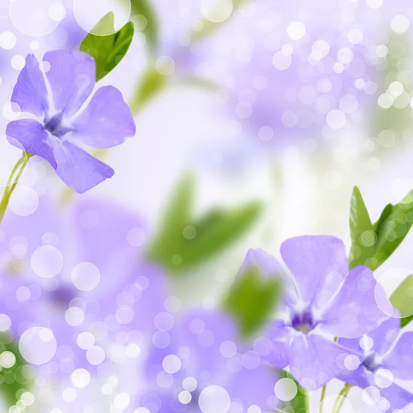Beautiful flowers on beautiful bokeh background, with color filter — Stock Photo, Image