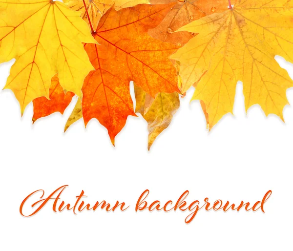 Text AUTUMN BACKGROUND and yellow leaves on white background. — Stock Photo, Image