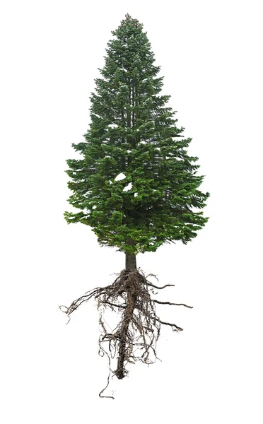 Alleen fir-tree met een root geïsoleerd op wit — Stockfoto