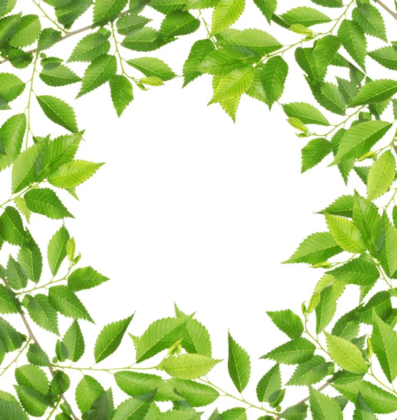 Grönt bladverk ram — Stockfoto