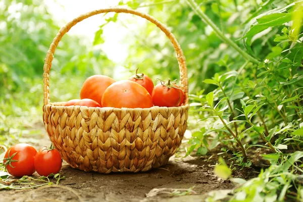 Świeżo zebranych pomidory w koszu na naturalne podłoże — Zdjęcie stockowe