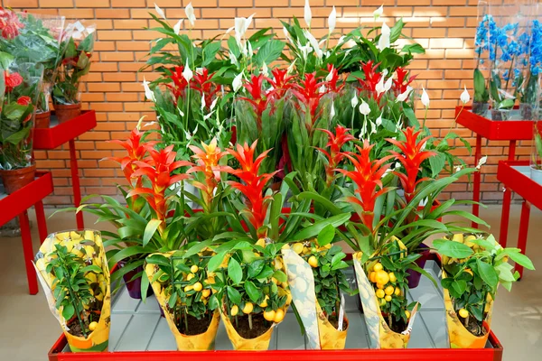 Beautiful flowers in pots near shop — Stock Image Beautiful flowers in pots near shop Royalty Free Stock Images