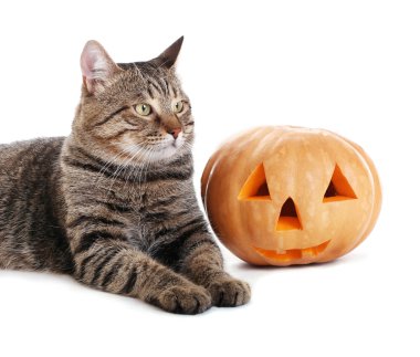 Cadılar Bayramı Balkabağı ile tekir kedi