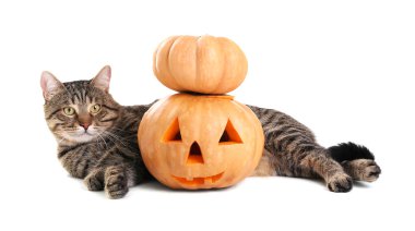 Cadılar Bayramı Balkabağı ile tekir kedi