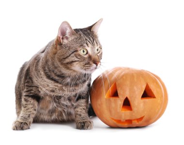 Cadılar Bayramı Balkabağı ile tekir kedi