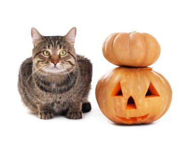 Cadılar Bayramı Balkabağı ile tekir kedi