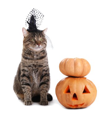 Beyaz arka plan üzerinde Cadılar Bayramı Balkabağı ve cadı şapka ile sevimli tekir kedi