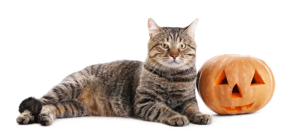 Tabby-Katze mit Halloween-Kürbis — Stockfoto