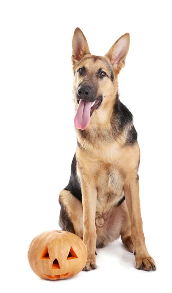 Cute shepherd dog with Halloween pumpkin on white background — Stock Photo, Image