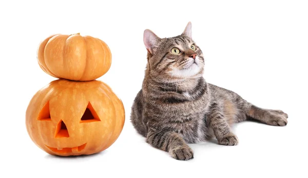Tabby-Katze mit Halloween-Kürbis — Stockfoto