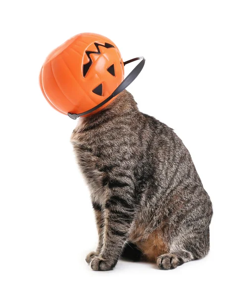 Curious cat with basket in shape of pumpkin on its head, on white background — Stock Photo, Image