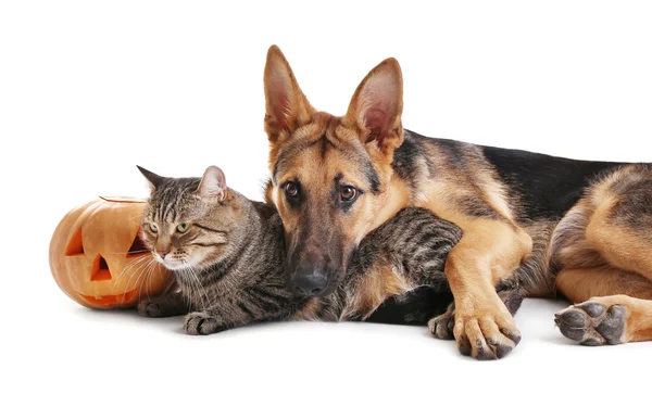 Cute shepherd dog and cat with Halloween pumpkin on white background — Stock Photo, Image
