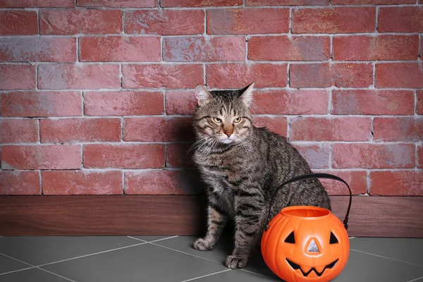 Mignon chat tabby avec lanterne Halloween près du mur de briques — Photo