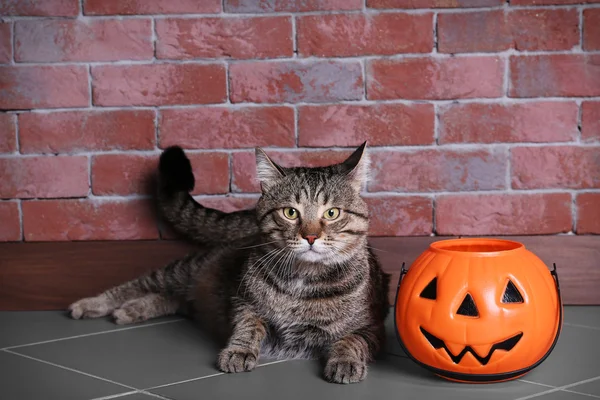 Niedliche gestromte Katze mit Halloween-Laterne nahe Ziegelmauer — Stockfoto