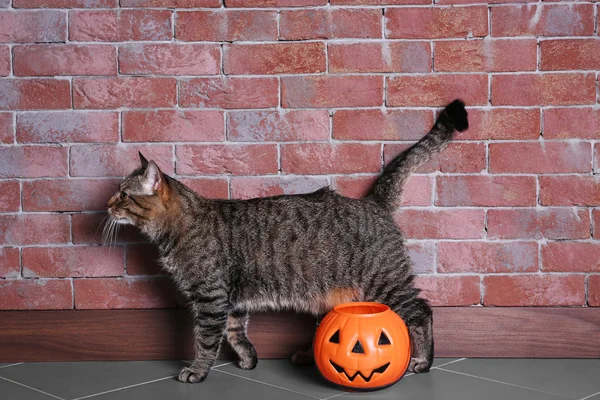 Cute tabby cat with Halloween lantern near brick wall — Stock Photo, Image