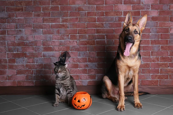 Söt herde hund och katt med Halloween lykta nära tegelvägg — Stockfoto