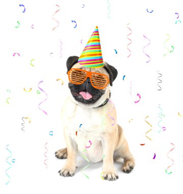 Komik, şirin ve oynak pug köpek Festival arka plan üzerinde şık bardaklarda