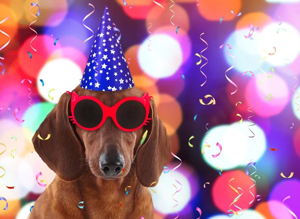 Dachshund en gafas de sol con estilo y sombrero de fiesta en el fondo festivo — Foto de Stock