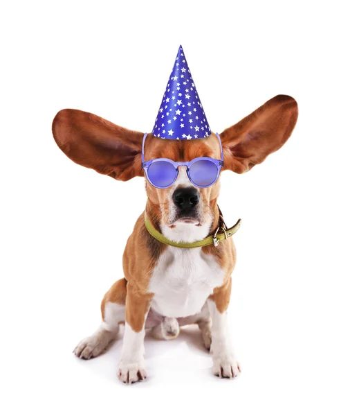 Beagle hond in stijlvolle zonnebril en feest-hoed op wit wordt geïsoleerd — Stockfoto
