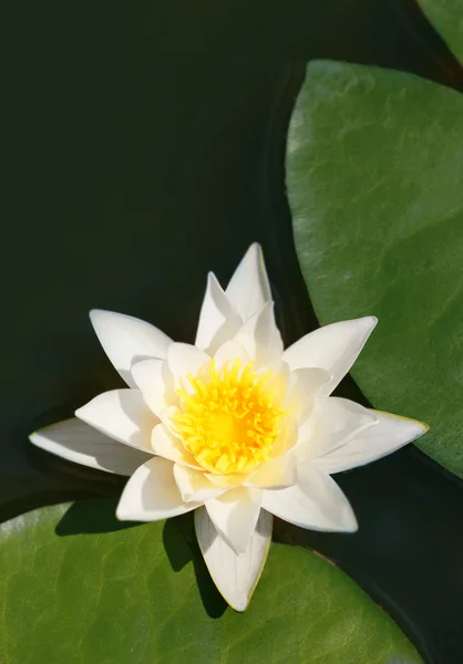 Schöne Seerose auf einem Teich — Stockfoto