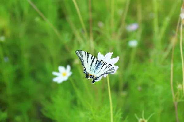 Красивая бабочка на цветке космоса в саду — стоковое фото