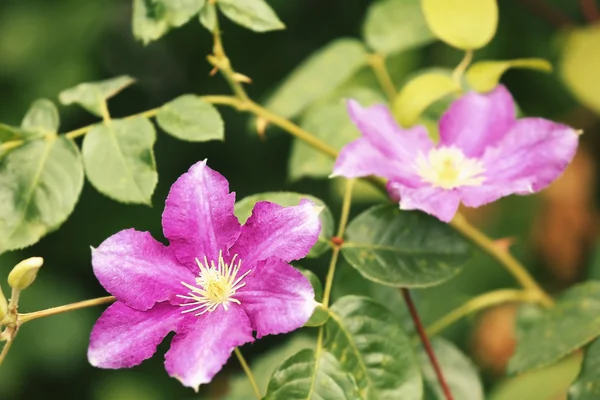 Piękne fioletowe kwiaty na tle zielonych liści — Zdjęcie stockowe