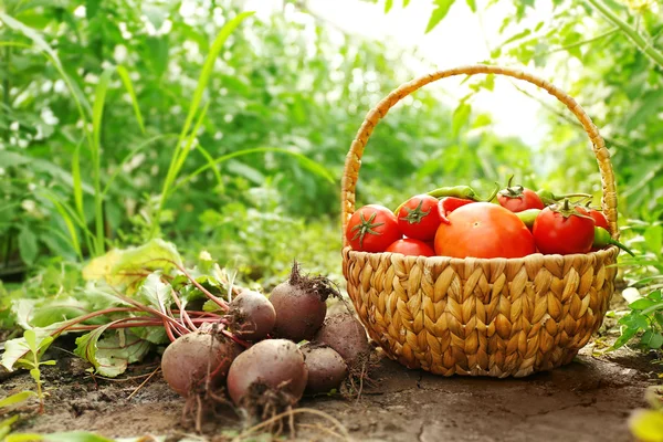 Świeżo zebranych buraki i pomidory w koszu na naturalne podłoże — Zdjęcie stockowe