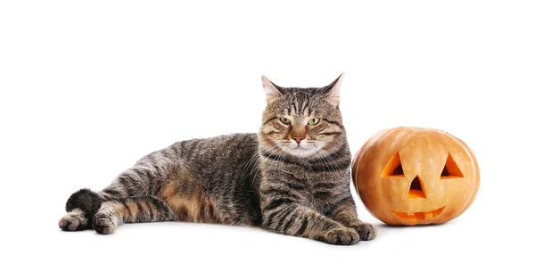 Tabby-Katze mit Halloween-Kürbis — Stockfoto
