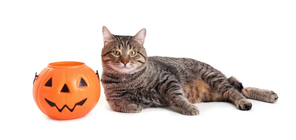 Cute tabby cat with Halloween lantern on white background — Stock Photo, Image