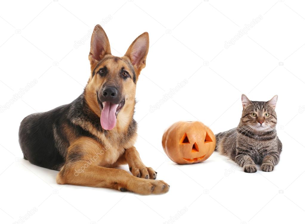 Cute shepherd dog and cat with Halloween pumpkin on white background