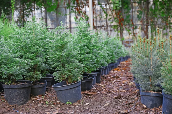 Potten met jonge coniferen planten in kas — Stockfoto