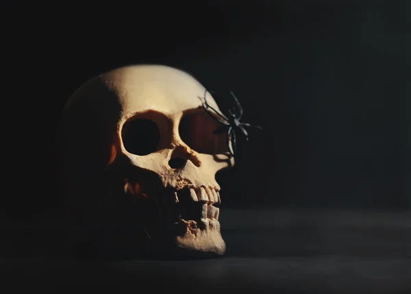 Zamknij widok czaszki człowieka i pająki na ciemnym tle. Koncepcja Halloween — Zdjęcie stockowe
