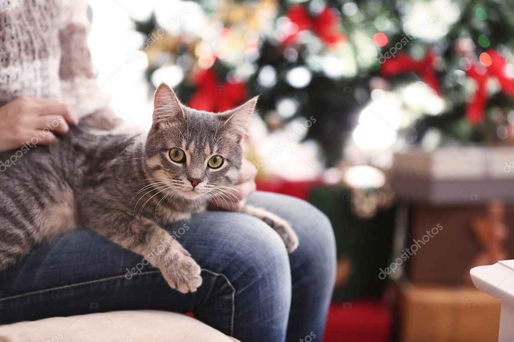 кот лежит на коленях. кошка сидит на коленях. кот сидит на коленях. кошка спит на коленях. кот на коленках у девушки.