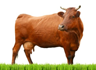 Cow on white background. Farm animal concept. clipart