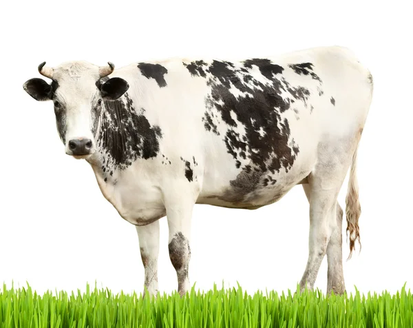 Vaca sobre fondo blanco. Concepto animal de granja . — Foto de Stock