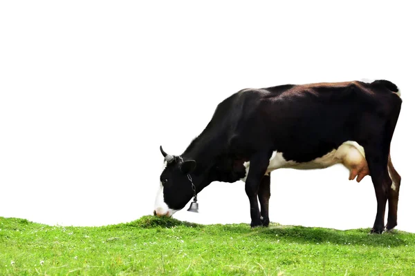 Корова на белом фоне. Концепция сельскохозяйственных животных . — стоковое фото