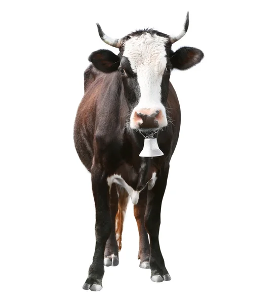 Vaca no fundo branco. Conceito de animal agrícola . — Fotografia de Stock