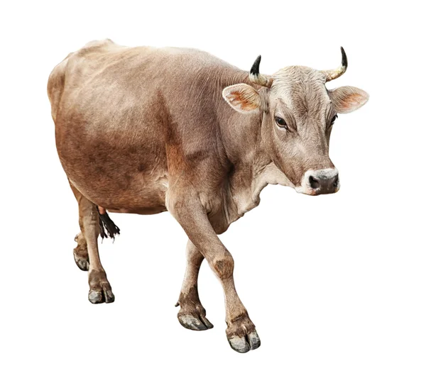 Cow on white background. Farm animal concept. — Stock Photo, Image