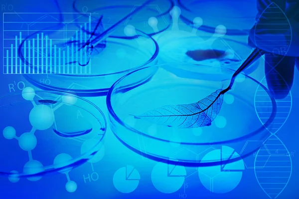 Pinças com esqueleto de folha e placa de Petri, close-up. Azul tonificado. Conceito de investigação científica . — Fotografia de Stock