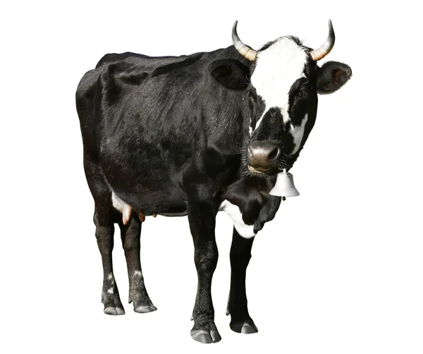 Ko-på vit bakgrund. Farm animal koncept. — Stockfoto
