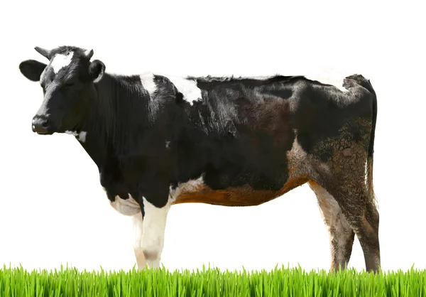 Vaca no fundo branco. Conceito de animal agrícola . — Fotografia de Stock