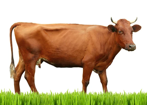 Cow on white background. Farm animal concept. — Stock Photo, Image