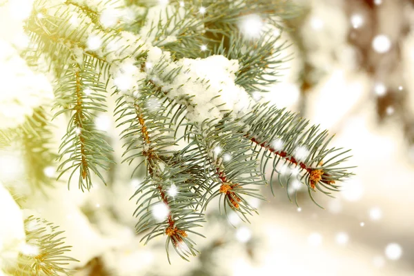 Fir tree branch covered with snow, closeup. Snowy effect, winter nature concept. — Stock Photo, Image